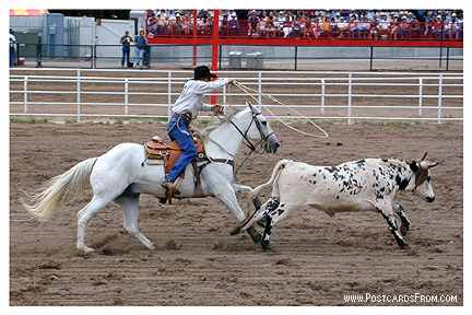 All images Copyright © 1997 - 2000 WriteLine. All Rights Reserved. Rodeo