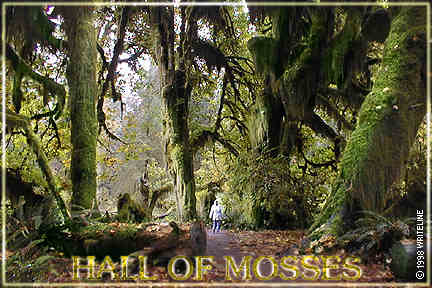 All images Copyright &copy; 1997 - 2000 WriteLine. All Rights Reserved. giant trees