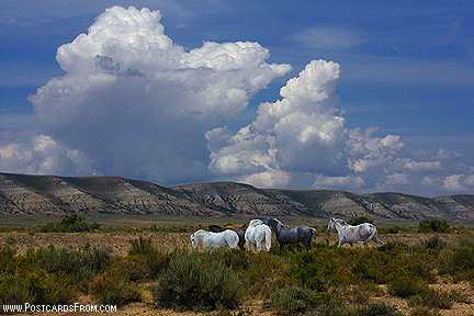All images Copyright &copy; 1997 - 2000 WriteLine. All Rights Reserved. Wild Horses of Red Desert
