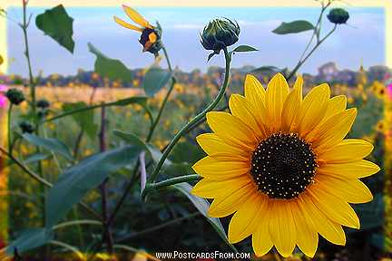 All images Copyright &copy; 1997 - 2000 WriteLine. All Rights Reserved. Sunflower