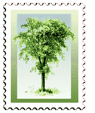Copyright &copy; 1997 WriteLine. All Rights Reserved. American Elm tree