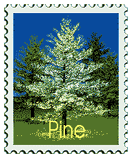 Copyright &copy; 1998 WriteLine. All Rights Reserved. Pine tree